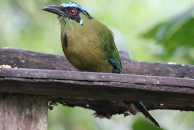 Andean Motmot
