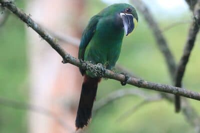 Southern Emerald-Toucanet