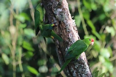 Scarlet-fronted Parakeet