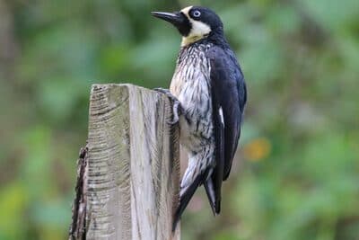 Acorn Woodpecker