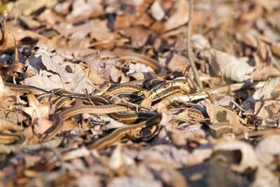 Eastern Garter Snake