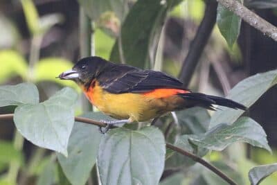 Female Flame-rumped Tanager