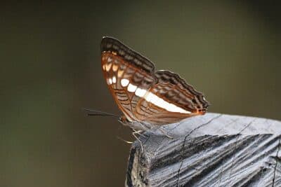 Parque Arvi Aug 3, 2025 - 33 of 34.jpeg