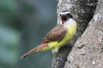 Great Kiskadee