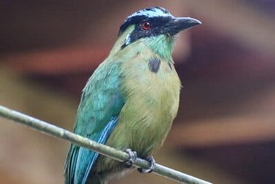 Andean Motmot