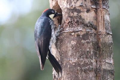 Acorn Woodpecker