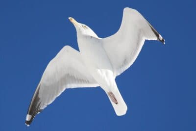 Herring Gull