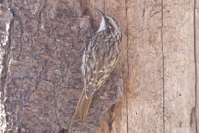 Brown Creeper
