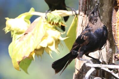 Molting Juvenile Male Carib Grackle