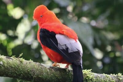 Male Andean Cock-of-the-rock