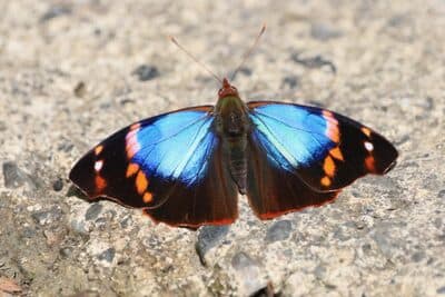 Jardin Aug 6 - 174 of 216.jpeg