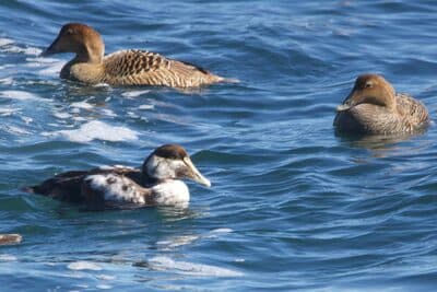 Juvenile Male Common Eider along with Female Adults