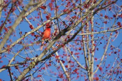 Northern Cardinal