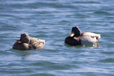 Male and Female Mallards