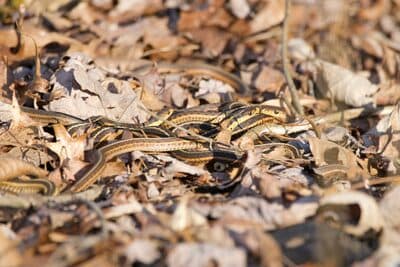 Eastern Garter Snake