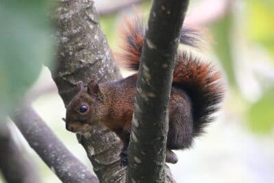 Red-tailed Squirrel