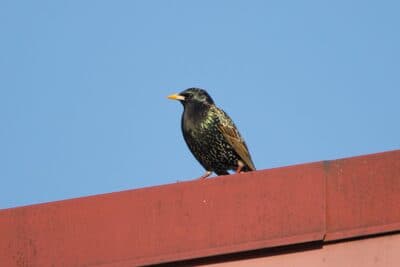 European Starling