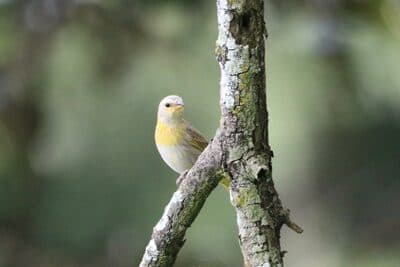 Female Saffron Finch