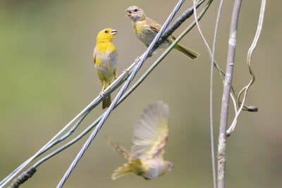 Female and Juvenile Saffron Finch