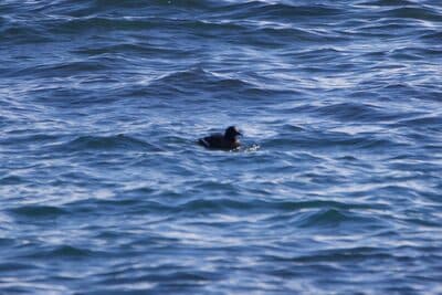 White-winged Scoter