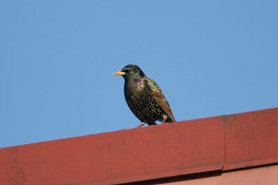 European Starling