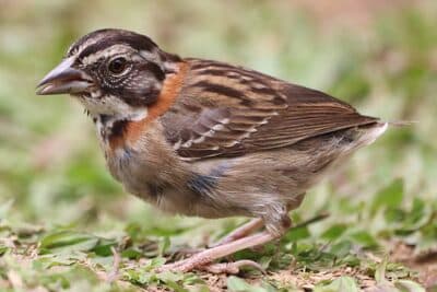 Rufous-collared Sparrow