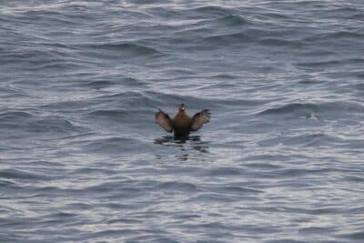 Female Black Scoter