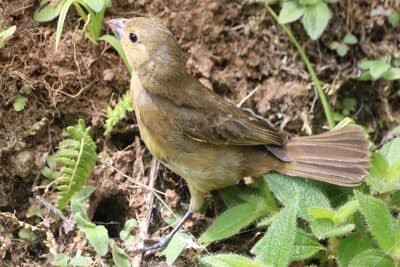 Female Yellow-bellied Seedeater