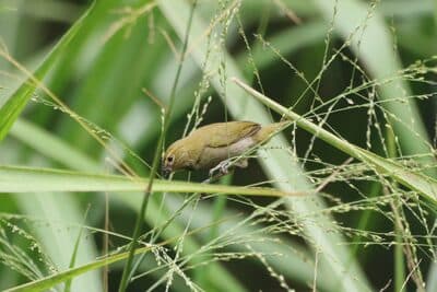 Female Yellow-bellied Seedeater