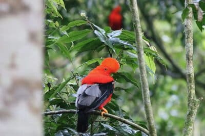 Two Male Andean Cock-of-the-rocks
