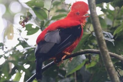 Male Andean Cock-of-the-rock
