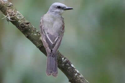 Tropical Kingbird