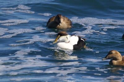 Male & Female Common Eiders