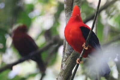Male Andean Cock-of-the-rock with Female in the background