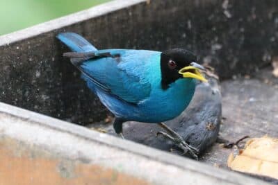 Green Honeycreeper