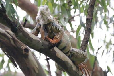Green Iguana