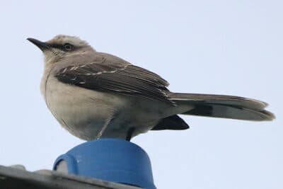 Tropical Mockingbird