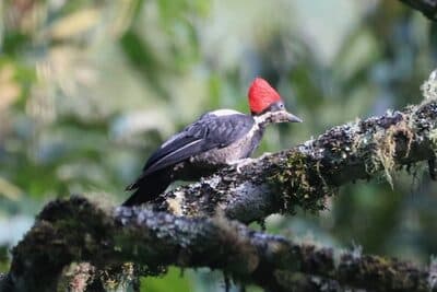 Lineated Woodpecker