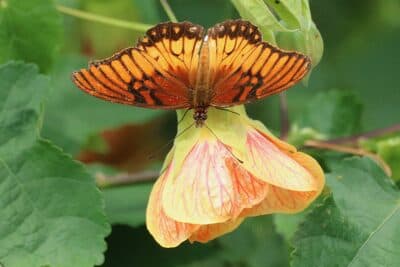 Jardin Aug 6 - 123 of 216.jpeg