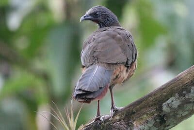 Colombian Chachalaca