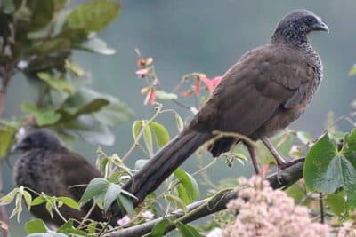 Colombian Chachalaca