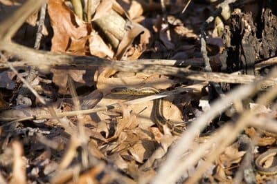 Eastern Garter Snake