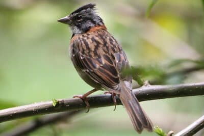 Rufous-collared Sparrow