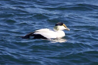 Male & Female Common Eiders