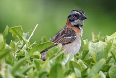 Rufous-collared Sparrow