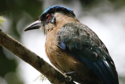 Andean Motmot