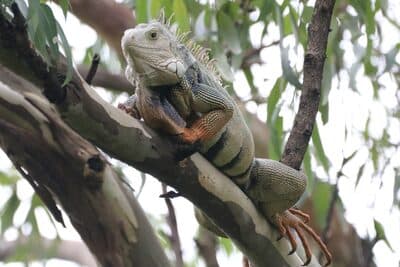 Green Iguana