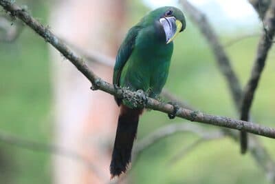 Southern Emerald-Toucanet