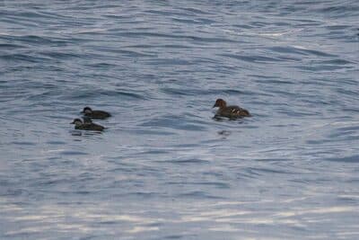 Female White-winged Scoter and 2 Female Black Scoters