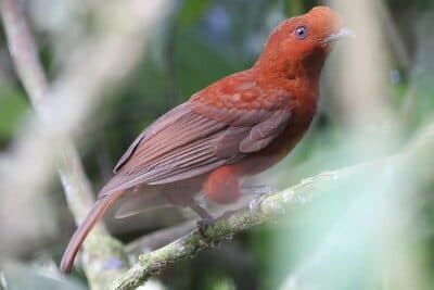 Female Andean Cock-of-the-rock